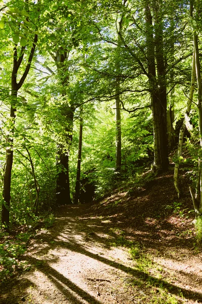 Foresta in estate — Foto Stock