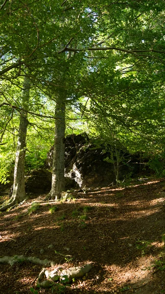 Skog om sommeren – stockfoto