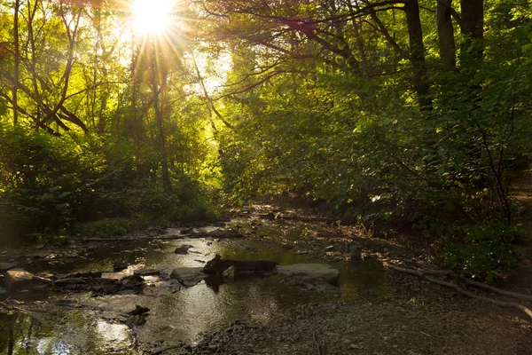 Forest stream with sunlight — Stock Photo, Image