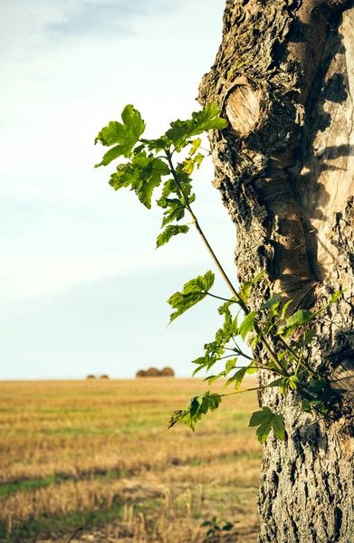 Rama con hojas en tronco de árbol — Foto de Stock