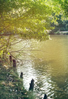 Şehir Parkı gölde