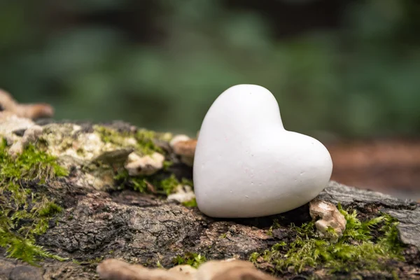Heart in nature — Stock Photo, Image