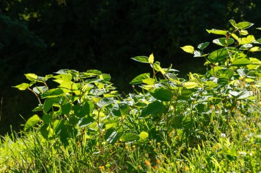 Bright green leaves bask in golden sunlight near a gentle stream on a warm afternoon. The serene scene captures the beauty of nature, inviting relaxation and reflection.
