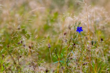 Parlak mavi bir çiçek, açık gökyüzünün altında, altın otların arasında açar. Küçük yabani bitkiler etrafını sararak bu sakin yaz sahnesinde güzel bir kontrastlık oluşturuyor..