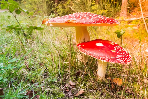 Fliegenpilze im Sonnenlicht — Stockfoto