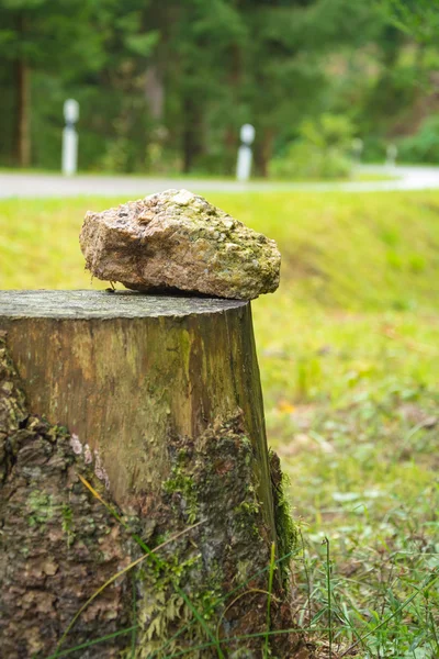 Piedra sobre tronco — Foto de Stock