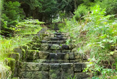 Ormanda taş merdivenler