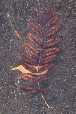 Narin eğreltiotu yaprakları nemli toprağın üzerinde, sabahın erken saatlerindeki çiğ taneleriyle süslenmiş, nazikçe uzanır. Sonbaharın ılık renkleri ormanda sakin bir atmosfer yaratır..