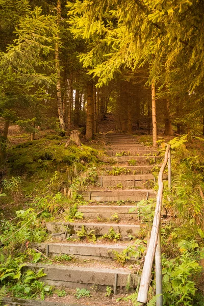 Scale in pietra nel bosco — Foto Stock