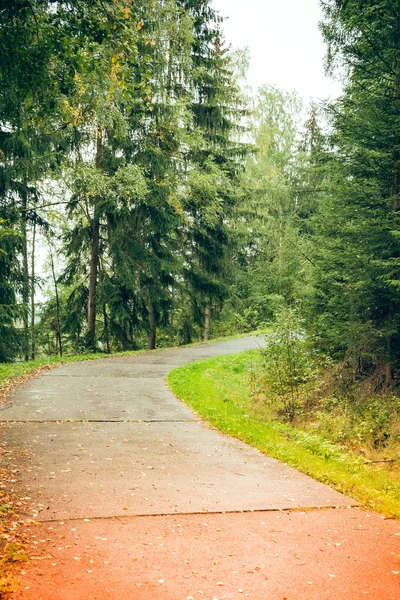 Strada forestale con luce solare — Foto Stock