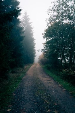 Sabah ruh halinde orman III