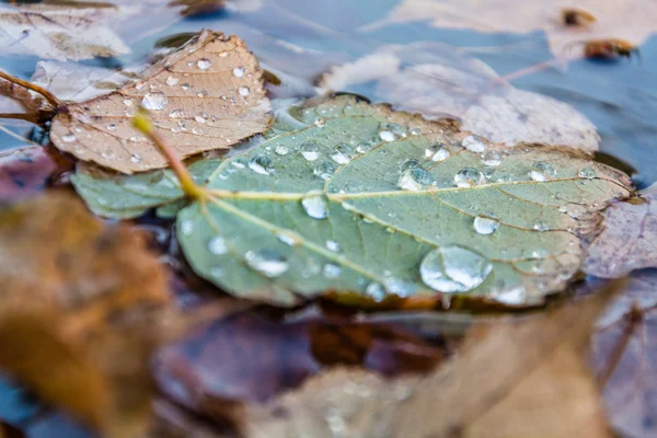 Días lluviosos de otoño —  Fotos de Stock