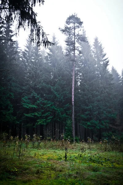 6 숲에서 아침 기분 — 스톡 사진