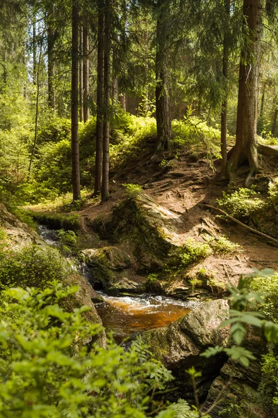 Flusso forestale in estate — Foto Stock