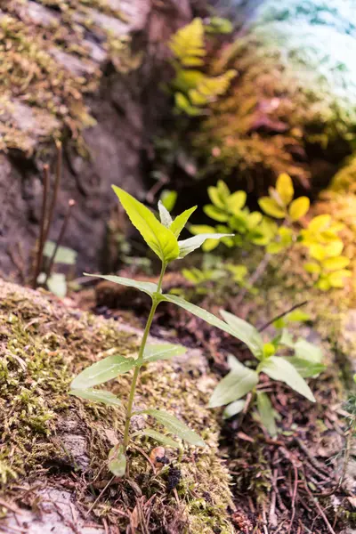 Plante en pierre dans la nature — Photo