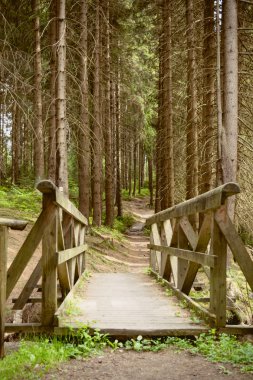 IV ormandaki ahşap köprü