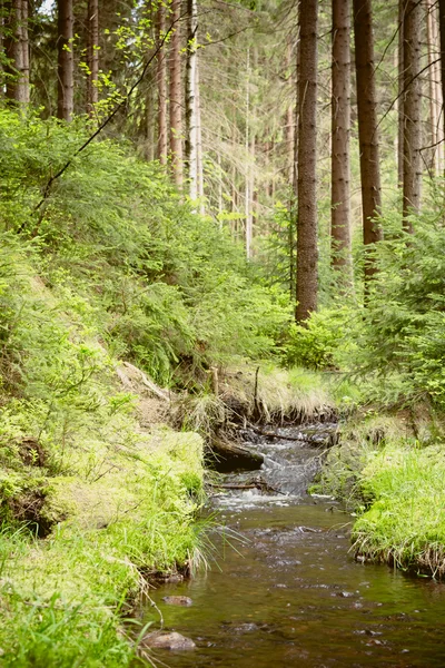 Acqua nella foresta II — Foto Stock