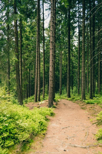 Sentiero forestale in estate — Foto Stock