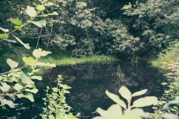 Lagoa florestal na natureza — Fotografia de Stock