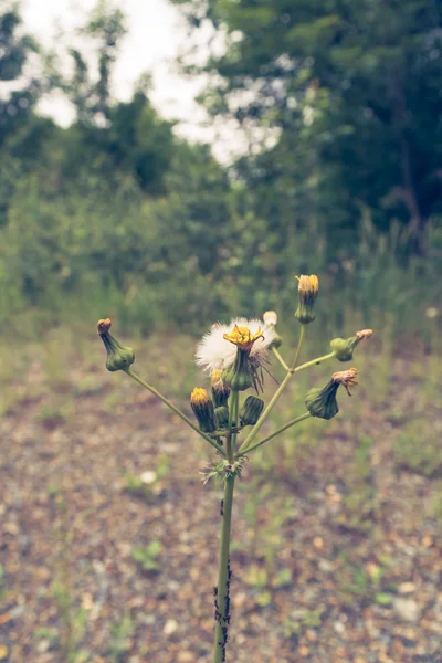 Pequeño diente de león en ascenso — Foto de Stock