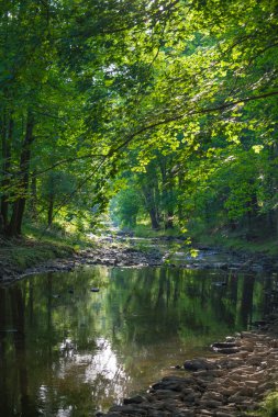 Bir orman II akışında