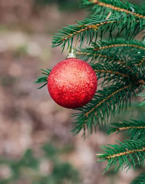 Bola de Natal vermelho no ramo de pinheiro — Fotografia de Stock