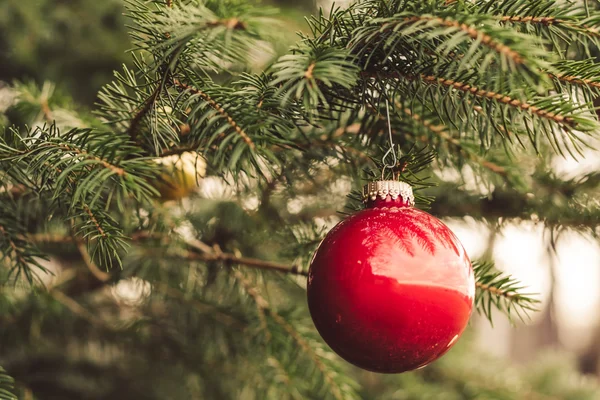 Palla di Natale rossa su ramo di pino II — Foto Stock