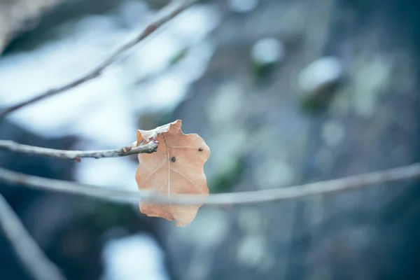 Blatt auf einem Ast — Stockfoto