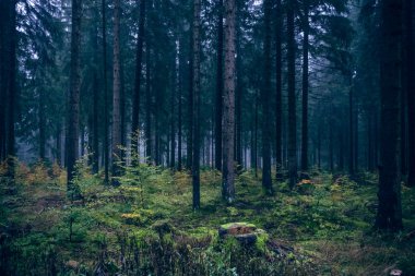 Sabah ruh Vi ormanda