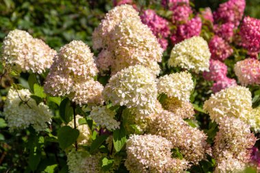 Ortanca Bahçede Sahne Işığı 