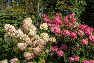 Ortanca Bahçede Sahne Işığı 