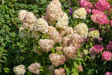 Ortanca Bahçede Sahne Işığı 