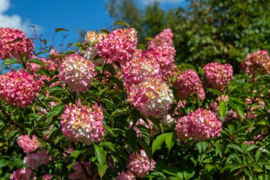 Hydrangea paniklemiş Vanille Fraise bahçedeki bir stemin üzerinde 