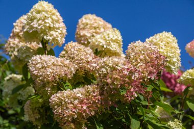 Ortanca Bahçede Sahne Işığı 