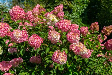 Hydrangea paniklemiş Vanille Fraise bahçedeki bir stemin üzerinde 