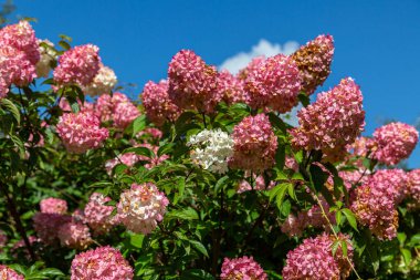 Hydrangea paniklemiş Vanille Fraise bahçedeki bir stemin üzerinde 