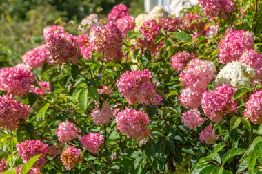 Hydrangea paniklemiş Vanille Fraise bahçedeki bir stemin üzerinde 