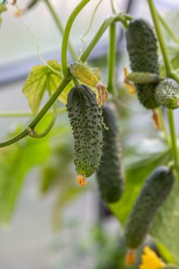 Bahçedeki genç salatalık