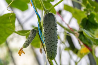 Bahçedeki genç salatalık