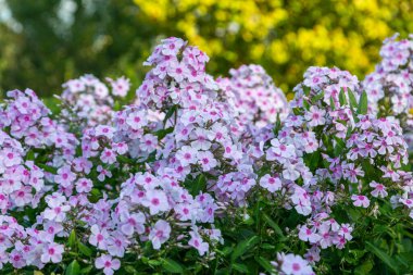 Bahçe Phlox (Phlox paniculata), yazın çiçekleri