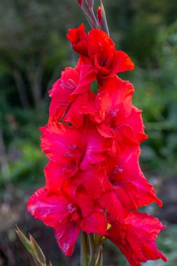Kırmızı çiçek Gladiolos, bahçeye yakın çekim