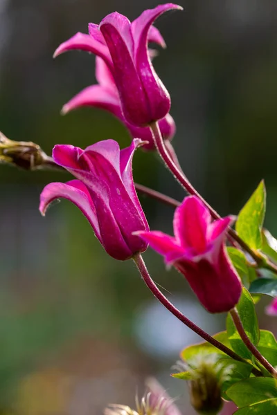 Clematis Princess Diana Princess Wales Garden — Stock Photo, Image