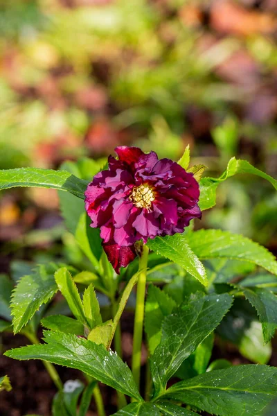 Helleborus Orientalis Double Ellen Purple Garden — 스톡 사진