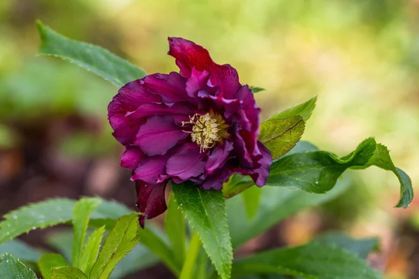 Helleborus Orientalis Double Ellen Roxo Jardim — Fotografia de Stock