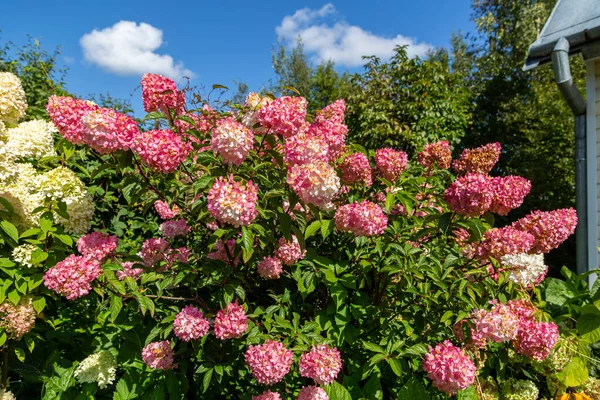 Hydrangea paniklemiş Vanille Fraise bahçedeki bir stemin üzerinde 