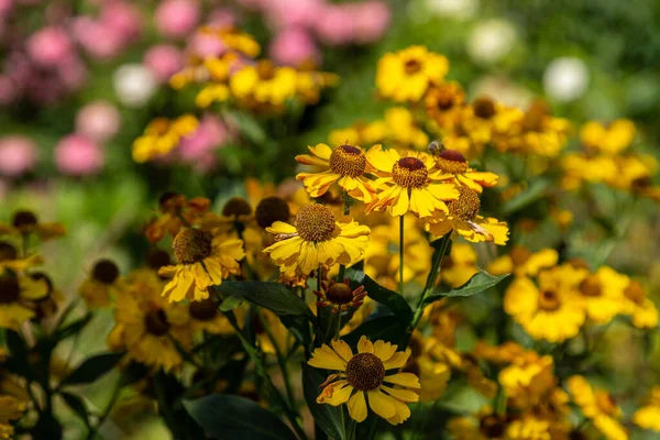 Helenium Autumnale Yellow Garden — Stock Photo, Image