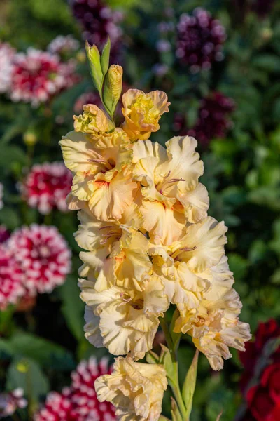 Flor Amarilla Gladiolos Primer Plano Jardín — Foto de Stock