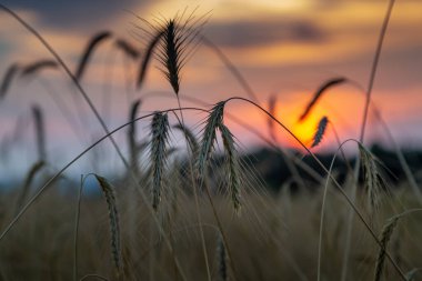 Çavdar tarlasında günbatımı
