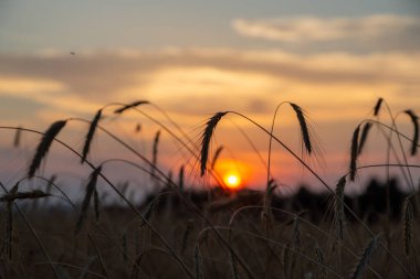 Çavdar tarlasında günbatımı