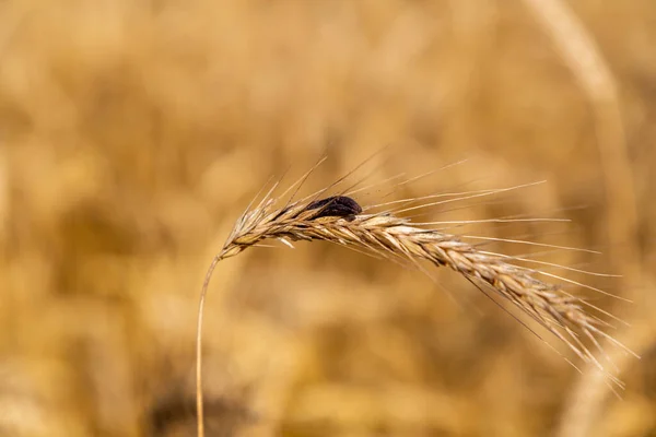 Seigle avec ergot dans le champ — Photo